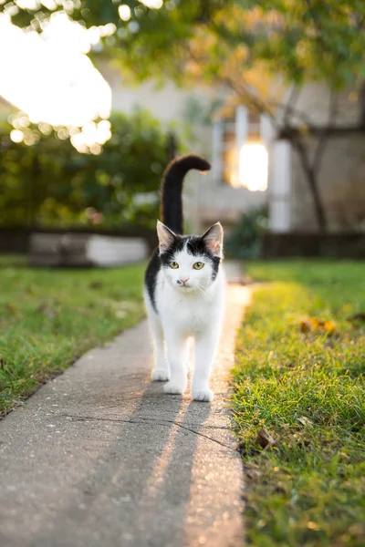 Kedi kaldırım ışığında yürür
