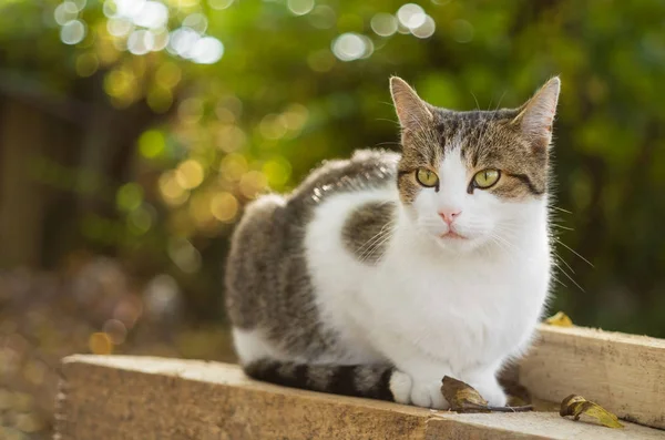 Kedi ahşap plakalar ile düşen yapraklar sonbaharda oturur