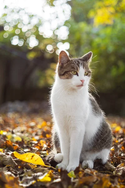 Kedi üzerinde düşen yapraklar sonbaharda oturur.