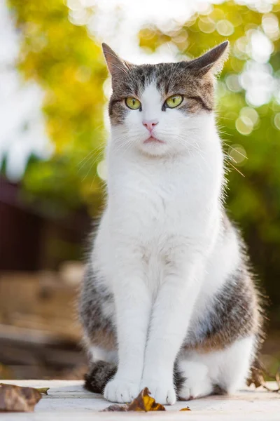Korkmuş kedi düşmüş yaprakları ile