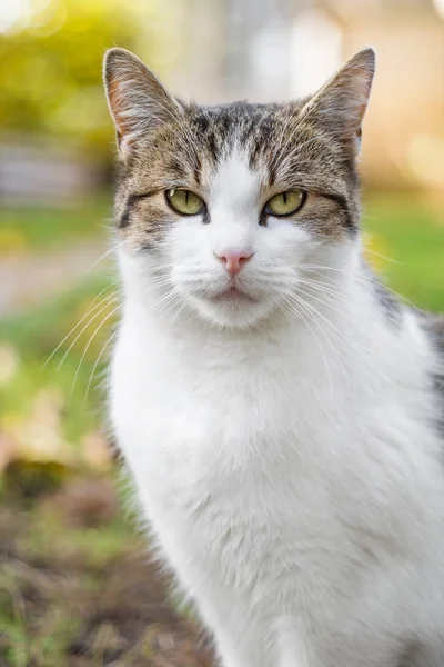 Kedi portre Güz