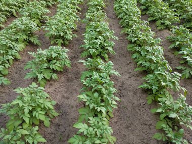 Patates bitkileri satır alanı