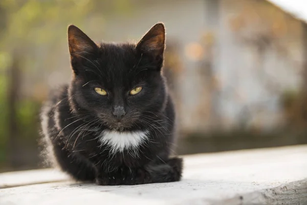 Küçük kara kedi üzerinde ahşap tahta sonbaharda oturur.