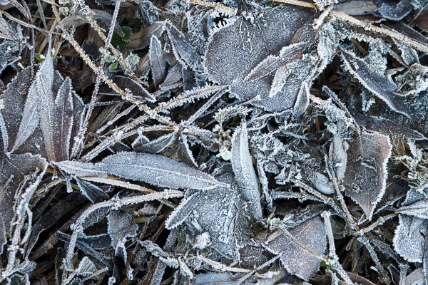 Plantas e folhas congeladas na floresta de inverno — Fotografia de Stock