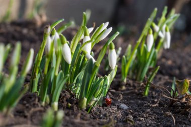 Kardelen Çiçek bahçesinde bulunan uğur böceği böcek