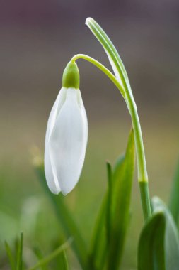 Kardelen çiçek çim