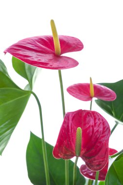 Flamingo izole çiçek