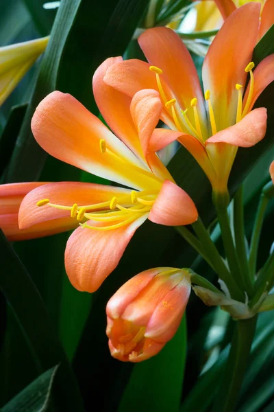 Clivia miniata çiçek portre
