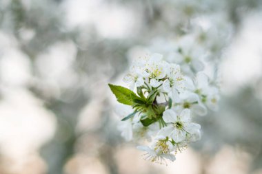 Kiraz çiçeği bahar günbatımı