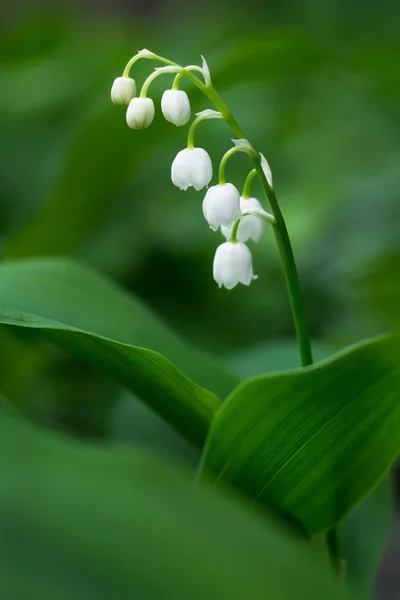 Lily Dari Bunga Lembah Taman Musim Semi — Stok Foto
