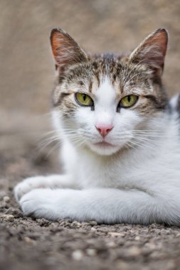 Yerde yatan kedi portresi