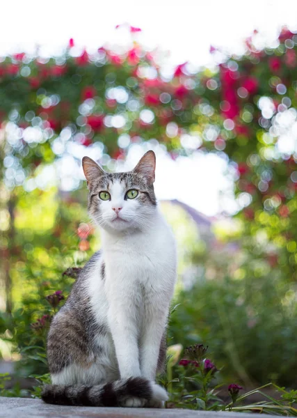 Meraklı kedi portre gül kemerin altında