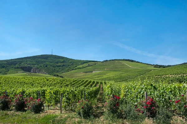 Tokaj şarap bölgesi, Macaristan