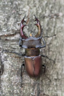 Stag beetle dalda dinlenme