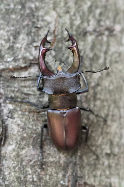 Stag beetle dalda dinlenme