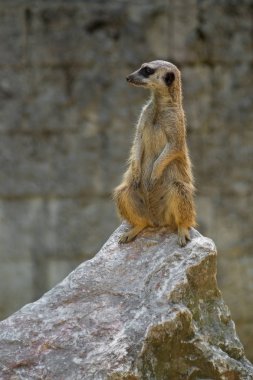 Suricate nöbet kaya