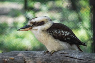 Dalda dinlenme ahmak kuş gülüyor