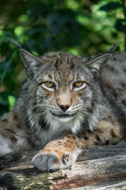 Bayağı vaşak gölgede dinlenmek