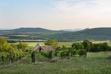 Şarap mahzeni ve üzüm üzüm şarap Balaton bölgesinde, Macaristan