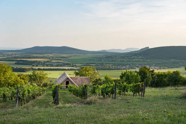 Şarap mahzeni ve üzüm üzüm şarap Balaton bölgesinde, Macaristan