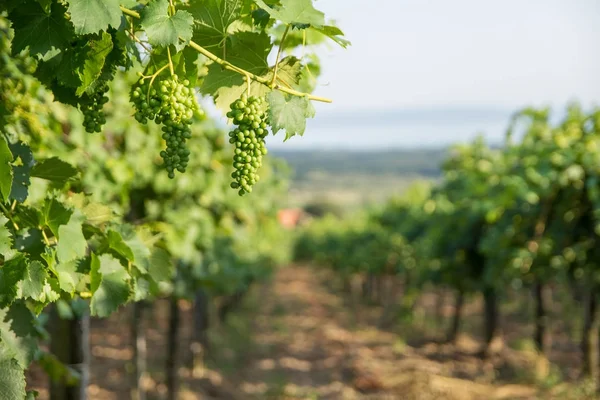 Yeşil üzüm dalı Balaton şarap bölgesinde, Macaristan