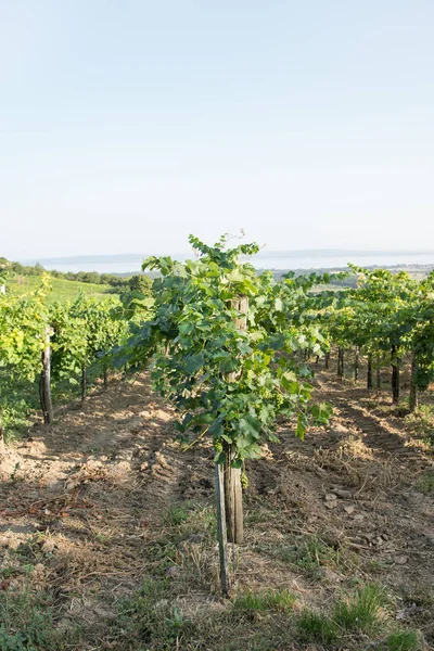 Viñas de uva en la región vinícola de Balaton, Hungría — Foto de Stock