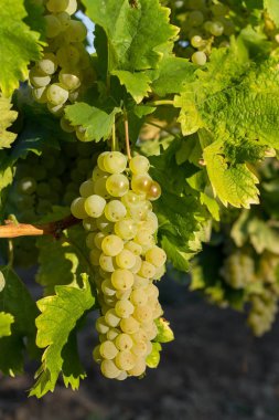 Üzüm dalı Balaton şarap bölgesinde, Macaristan