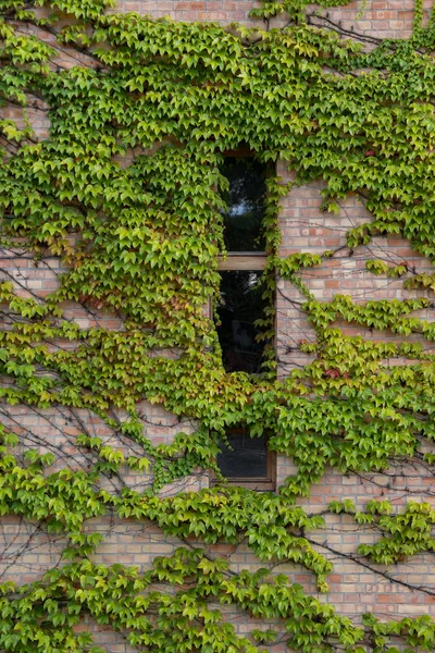 Closeup of house wall covered with ivy — Stock Photo, Image