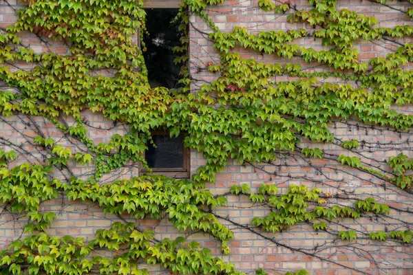 Closeup of house wall covered with ivy — Stock Photo, Image