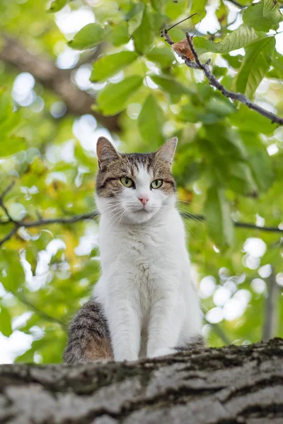 kedi ağaca tırmanıyor.