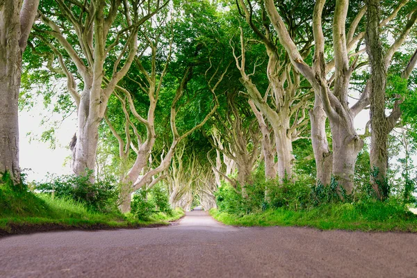 Forêt de lisière sombre en Irlande Photo De Stock