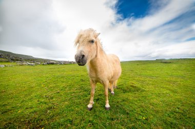 Midilli ücretsiz İrlandalı beach