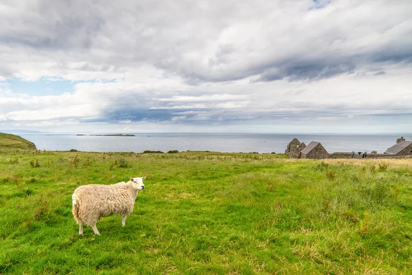 在爱尔兰的海滩孤独羊 — 图库照片