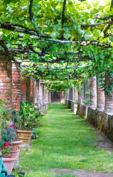 Vine alley pergola in old house, Tuscany, Italy - August 2016