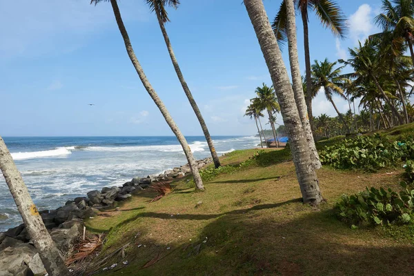 Palme da cocco su una spiaggia rocciosa cosparsa di onde agitate — Foto Stock