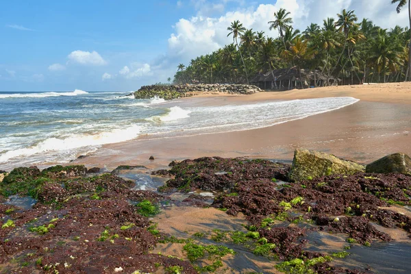 Palmy kokosowe na skały plaża porozrzucane pounded przez wzburzone fale Zdjęcie Stockowe
