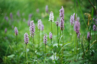 Yeşil alanlar arka plan üzerinde lavanta