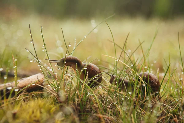 Two escargots sitting in the wet grass — Stock Photo, Image