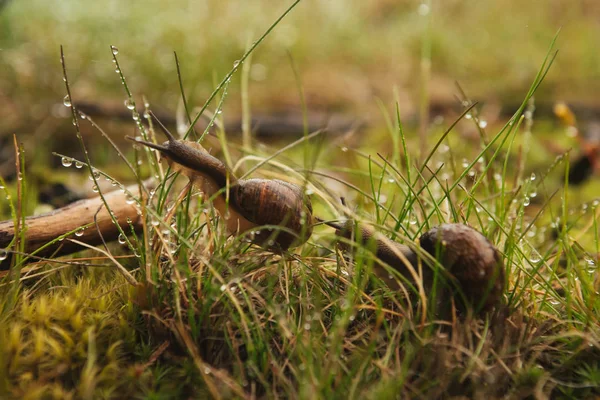 Two escargots sitting in the wet grass — Stock Photo, Image