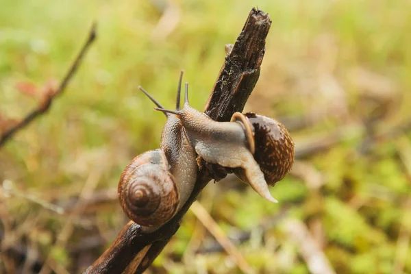 枝にキス 2 つのブドウのカタツムリ — ストック写真