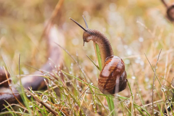 草の中に座っているブドウのカタツムリ — ストック写真