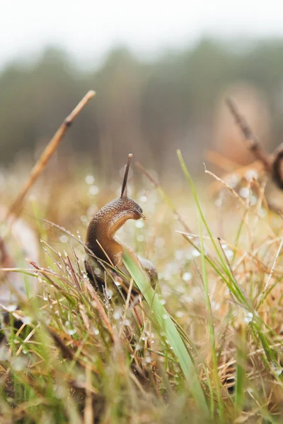 草の中に座っているブドウのカタツムリ — ストック写真