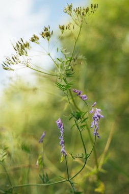 Arka plan ağaç üzerinde yabani bitki