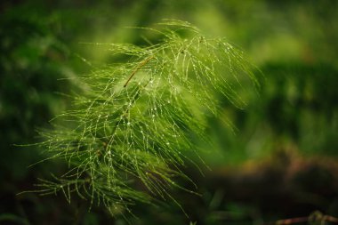 At kuyruğu çiğ içinde