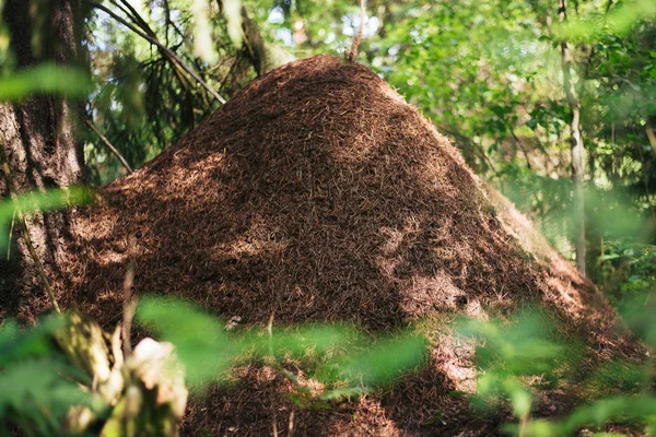 Grande fourmilière sur fond d'arbres — Photo