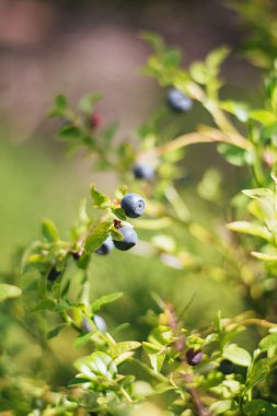 Çilek ile yaban mersinli Şubesi