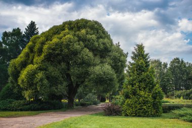 Parkta büyük meşe