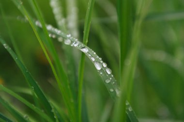 Yeşil çimen yaprağına yağmur damlaları