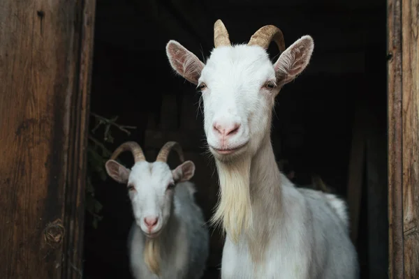 Duas cabras brancas na entrada — Fotografia de Stock