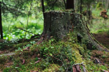 Yosun ormanında büyük eski güdük